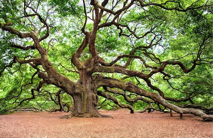 Möhle Baumpflege schöner Baum